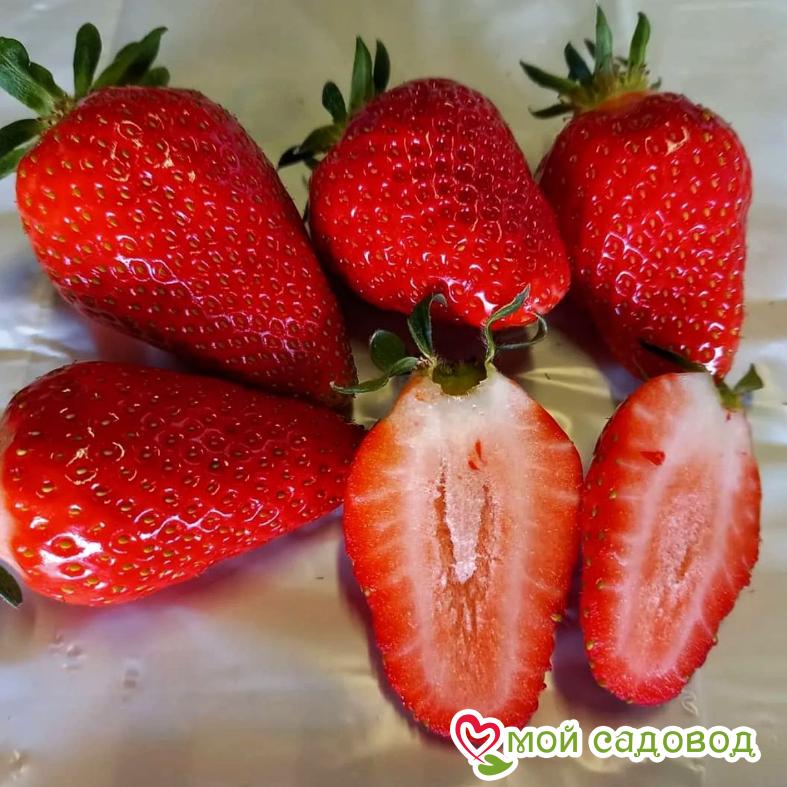 Клубника Вилма