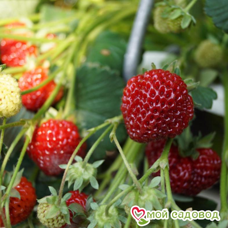 Клубника Мице Шиндлер