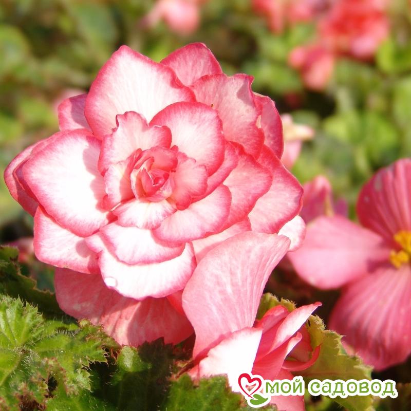 Бегония Бутон де Роуз