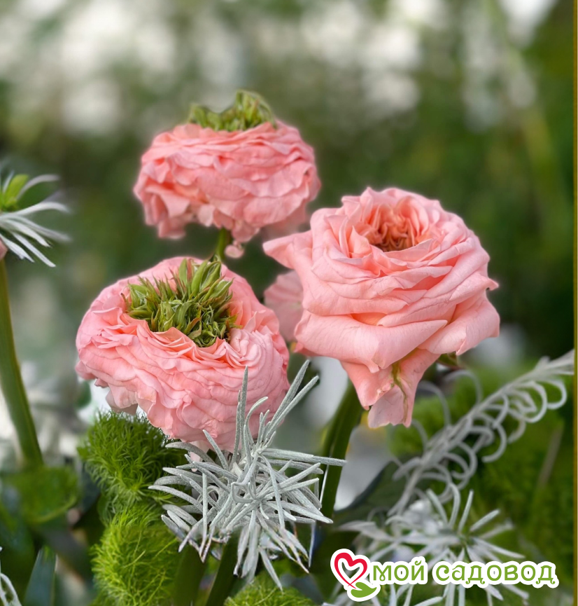 Роза Амбер Инчант