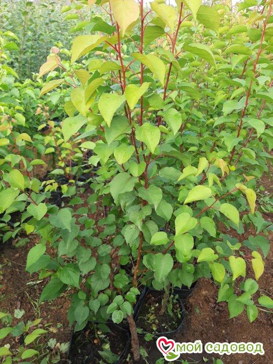 Абрикос Снегирек