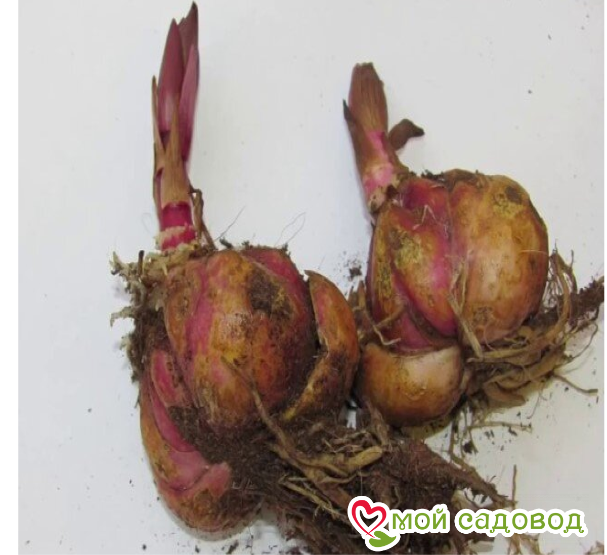 Лилия Драматик